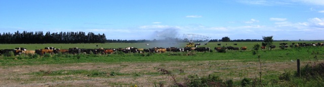 Water irrigator + cows Dunsandel Nov09